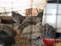 Quails — fotografija 2