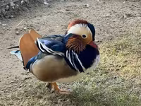 Ducks — fotografija 1