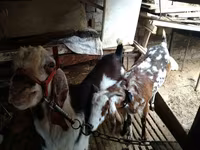 Koza, Beetal goats — fotografija 6