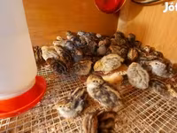 Quails — फ़ोटो 3