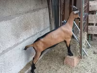 Koza, Alpine goat — fotografija 1