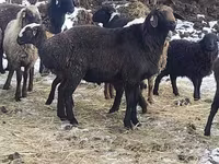 Bélier, Hissar sheep — photo 3