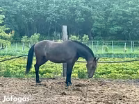 Caballo, Lipizzaner — foto 3
