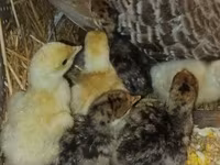 Turkeys — الصورة 2