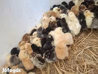 Chickens — fotografija 1