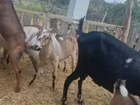 雌ヤギ, Nubian Goat — 写真 1