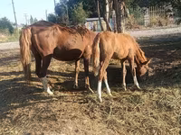 Madyan, Atlar — foto 3