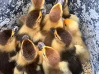 Ducks — fotografija 2