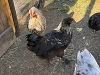 جيرسي جاينت — الصورة 7