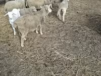 公羊, Sheep — 照片 5