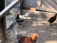 Marans — Foto 7