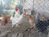 Brahma — foto 7