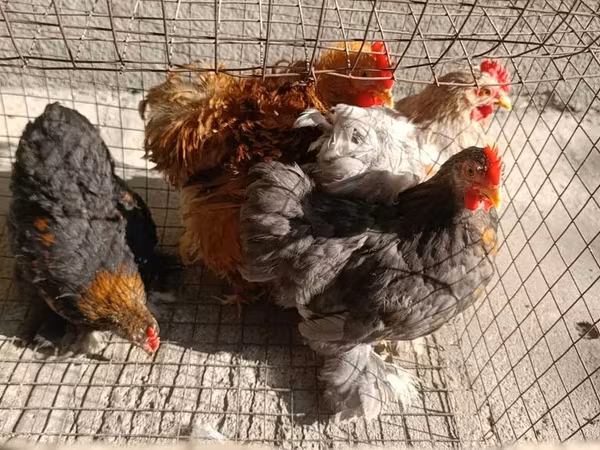 Pekinška bantam