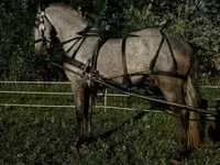 Cavalo, Lipizzaner — foto 6