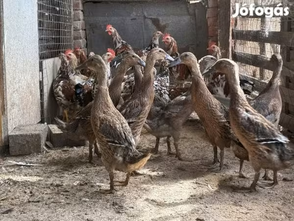 इंडियन रनर