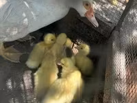 Ducks — fotografija 2