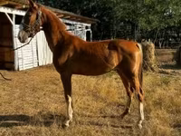 Stute, Dutch warmblood horse — Foto 1
