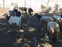 Cabras (lote, sexo não especificado), Cabras — foto 7