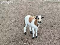 Ovan, Cameroon sheep — fotografija 2