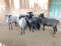 Qoyun, Romanov sheep — foto 6