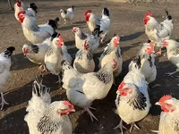 サセックス — 写真 8