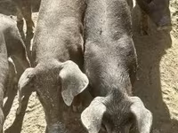 خنازير (دفعة، الجنس غير محدد), Мангалица — الصورة 3