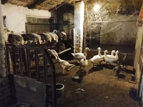 Turkeys — Hungria