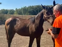 Kobila, Nonius horse — fotografija 2