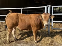 雄牛, Partenaise cattle — 写真 1