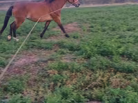 Égua, Cavalos — foto 1