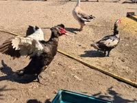 Ducks — photo 8