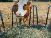 Cow, Simmental cattle — photo 2