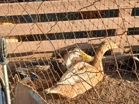 Ducks — Foto 6