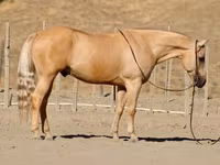 Pastuv, Quarter Horse — fotografija 2