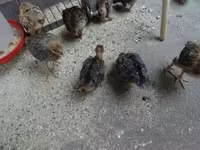 Chickens — Foto 2