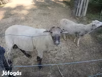 公羊, White Suffolk sheep — 照片 4