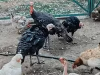 Turkeys — Foto 6