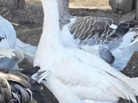 Geese — फ़ोटो 4