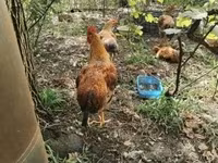 Chickens — zdjęcie 1