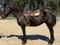 Kobila, Percheron — fotografija 4