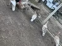 Turkeys — fotografija 4
