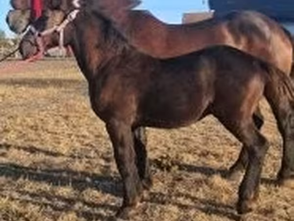 Cheval, Percheron