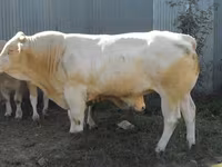 ثور, Blonde d’Aquitane cattle — الصورة 4