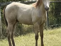 Pastuv, Kentucky mountain daddle horse — fotografija 2