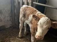 Buqa, Simmental cattle — 2-rasm