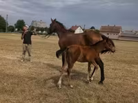 母马, Horses — 照片 6