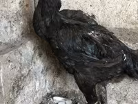 Ajam cemani — fotografija 1