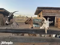 母山羊, Goats — 照片 1