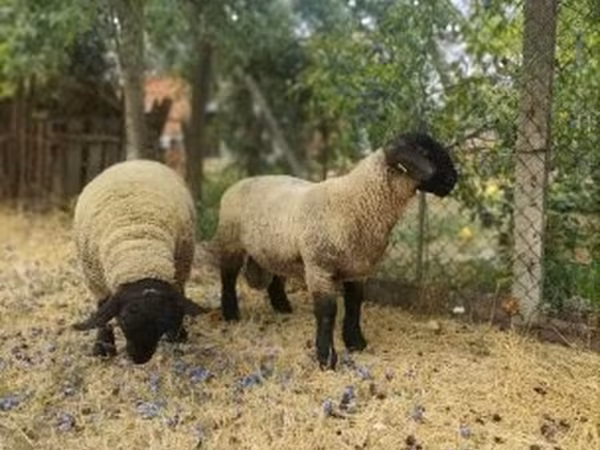 公羊, White Suffolk sheep