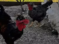 Chickens — zdjęcie 5